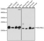 NDUFB11 Polyclonal Antibody