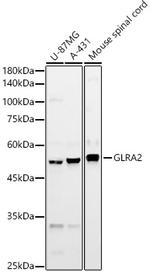GLRA2 Antibody in Western Blot (WB)