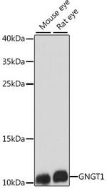 GNGT1 Antibody in Western Blot (WB)