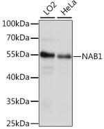 NAB1 Polyclonal Antibody