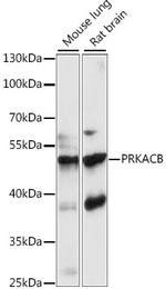 PKA beta Polyclonal Antibody