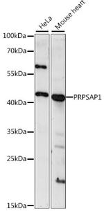 PRPSAP1 Polyclonal Antibody