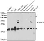 SUMO-3 Antibody in Western Blot (WB)