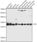 TPI1 Antibody in Western Blot (WB)