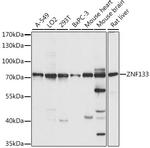 ZNF133 Polyclonal Antibody