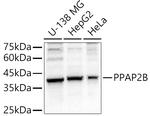 PPAP2B Antibody in Western Blot (WB)