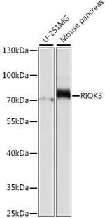 RIOK3 Polyclonal Antibody