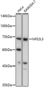 NFE2L3 Polyclonal Antibody
