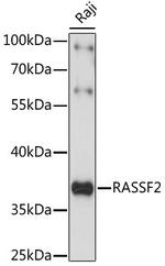 RASSF2 Polyclonal Antibody