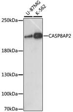 FLASH Polyclonal Antibody