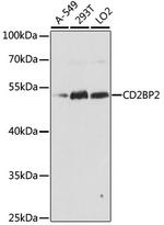 CD2BP2 Polyclonal Antibody