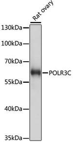 POLR3C Polyclonal Antibody