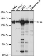 KIF1C Polyclonal Antibody