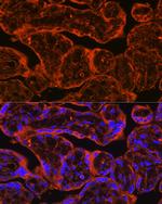 FSTL1 Antibody in Immunohistochemistry (Paraffin) (IHC (P))