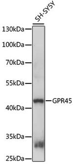 GPR45 Polyclonal Antibody