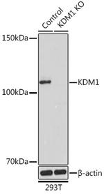 LSD1 Antibody