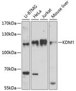 LSD1 Antibody in Western Blot (WB)