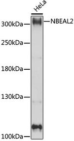 NBEAL2 Polyclonal Antibody