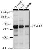 FAM98A Antibody in Western Blot (WB)