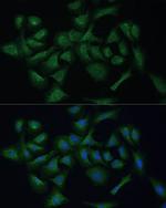 REXO2 Polyclonal Antibody