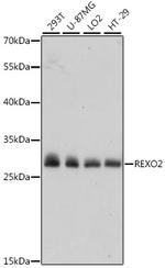 REXO2 Antibody in Western Blot (WB)