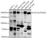 CD11b Antibody in Western Blot (WB)