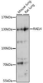 RAI14 Polyclonal Antibody