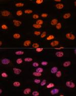 MYEF2 Polyclonal Antibody