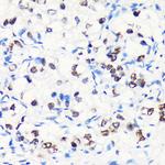MYEF2 Antibody in Immunohistochemistry (Paraffin) (IHC (P))