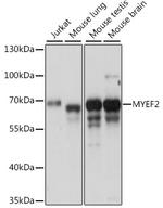 MYEF2 Antibody in Western Blot (WB)