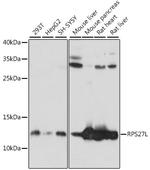RPS27L Polyclonal Antibody