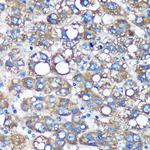 C3orf1 Polyclonal Antibody