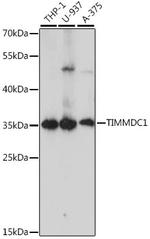 C3orf1 Antibody in Western Blot (WB)