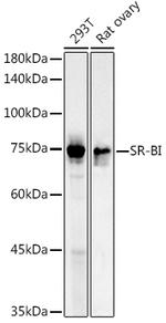SR-BI Polyclonal Antibody