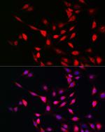UFM1 Polyclonal Antibody