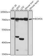 BCMO1 Polyclonal Antibody
