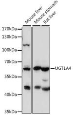 UGT1A4 Antibody in Western Blot (WB)