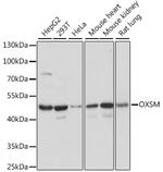 OXSM Polyclonal Antibody