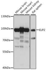 ELP2 Polyclonal Antibody