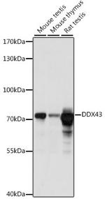 DDX43 Antibody in Western Blot (WB)
