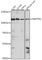 MAP7D1 Polyclonal Antibody