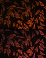 MRPS35 Polyclonal Antibody