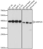 MRPS35 Antibody in Western Blot (WB)