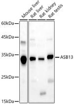 ASB13 Polyclonal Antibody