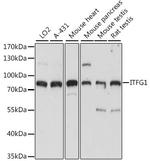 ITFG1 Polyclonal Antibody