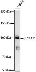 SLC4A11 Polyclonal Antibody