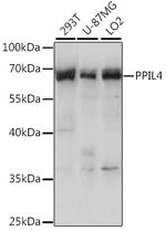 PPIL4 Antibody in Western Blot (WB)