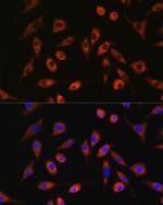 TP53I13 Polyclonal Antibody