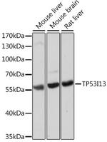 TP53I13 Antibody in Western Blot (WB)