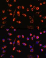 TMEM44 Polyclonal Antibody
